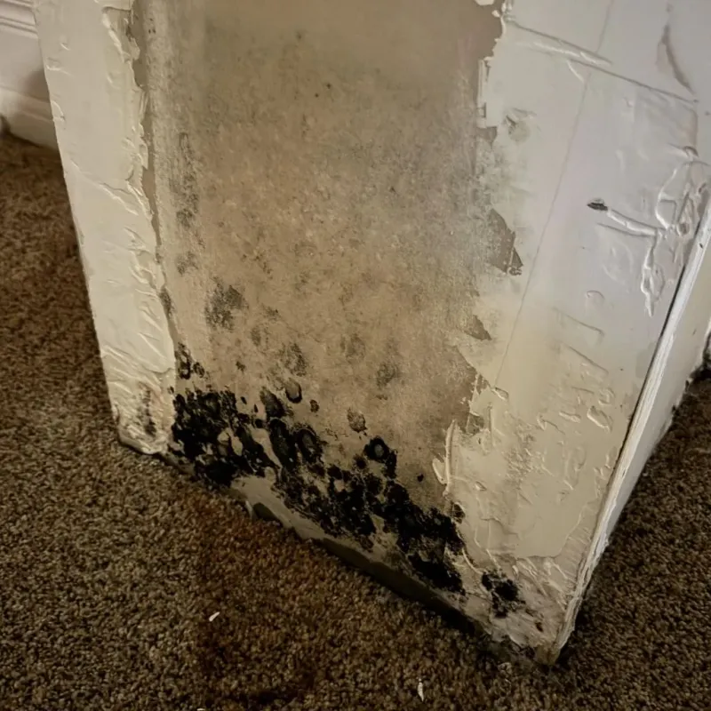 Professional Mold Removal in Deerfield, IL